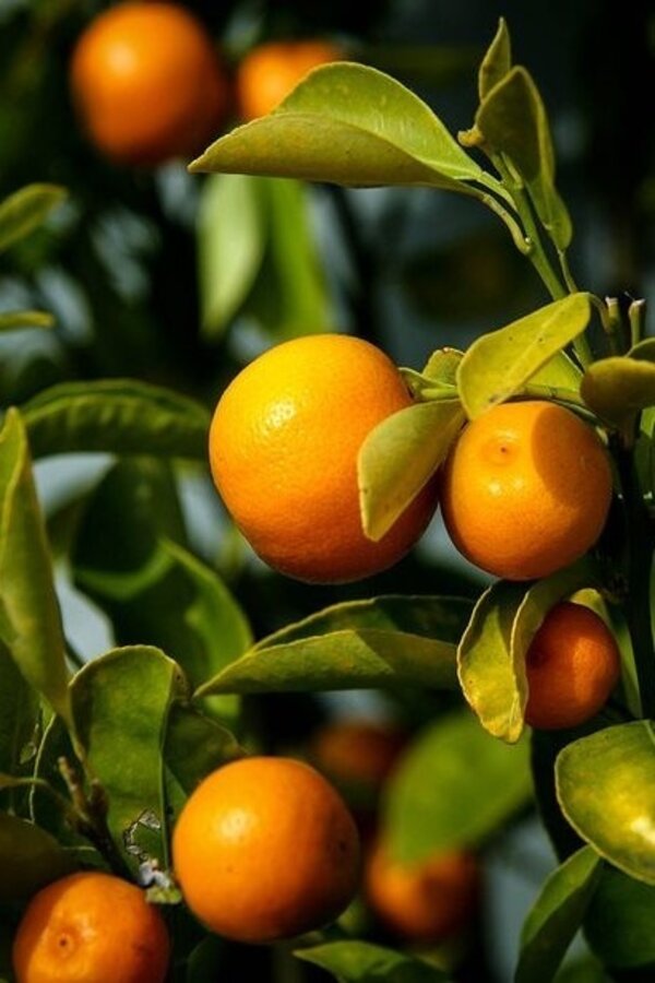 Engrais pour plantes méditerranéennes