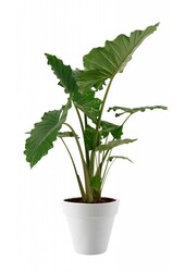 Alocasia Portadora en Pure Round