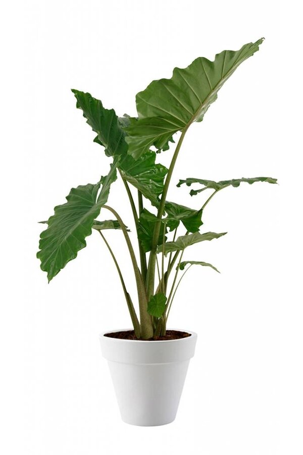 Alocasia Portadora in Pure Round