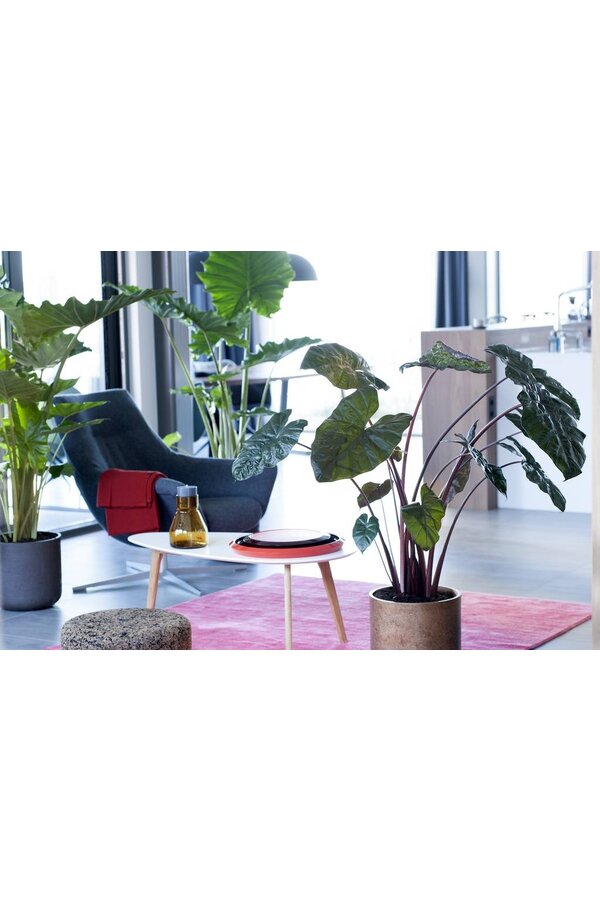 Alocasia Portadora in Pure Round