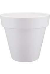 Alocasia Portadora en Pure Round