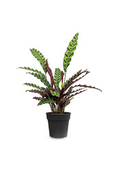 Calathea Insignis