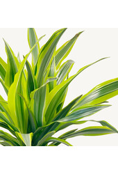 Dracaena lemon line in zelfwatergevende Classico