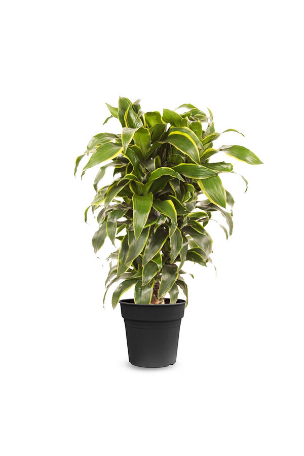 Dracaena Dorado M