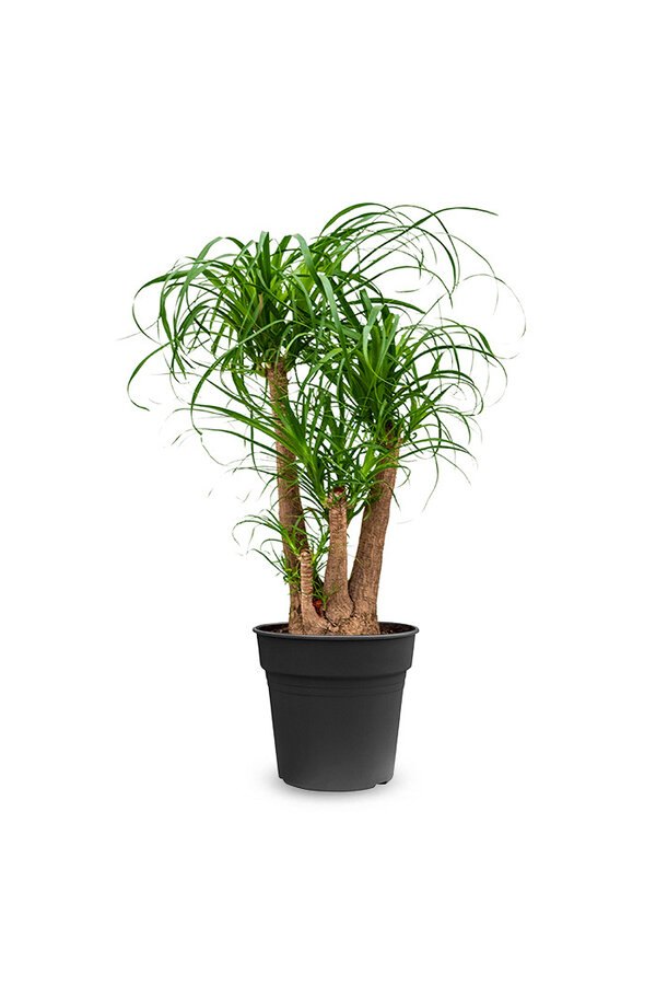 Beaucarnea vertakt L