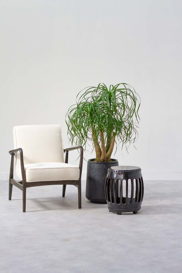 Beaucarnea vertakt L