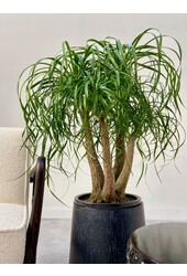 Beaucarnea vertakt L