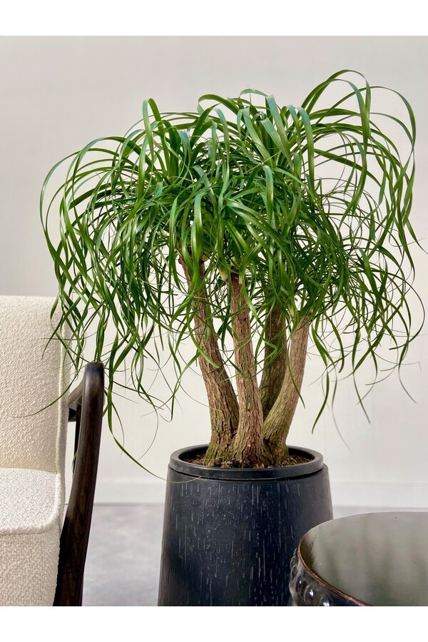 Beaucarnea vertakt L