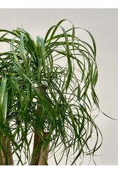 Beaucarnea vertakt L