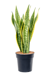 Sansevieria Laurentii M