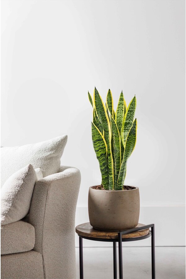Sansevieria Laurentii M
