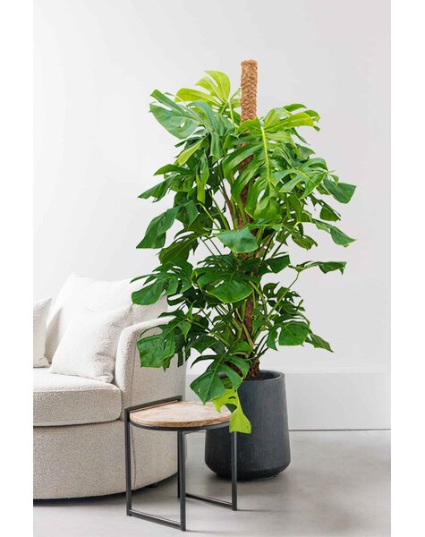 Monstera