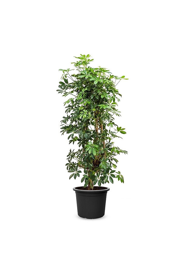 Schefflera Bush