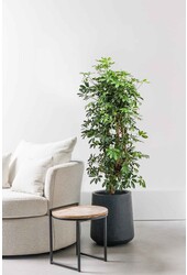 Schefflera Bush