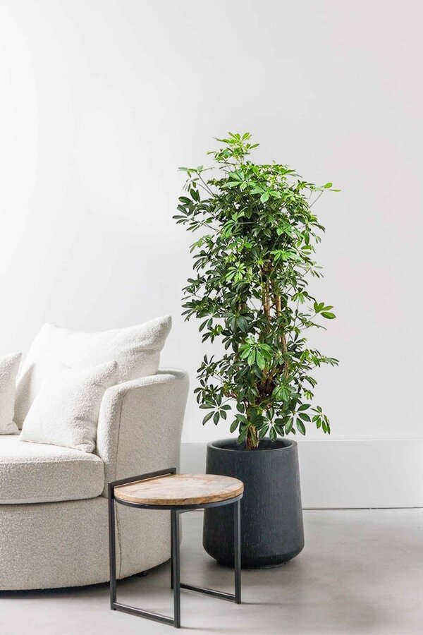 Schefflera Bush