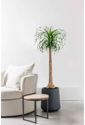 Beaucarnea Arbre Bouteille XL