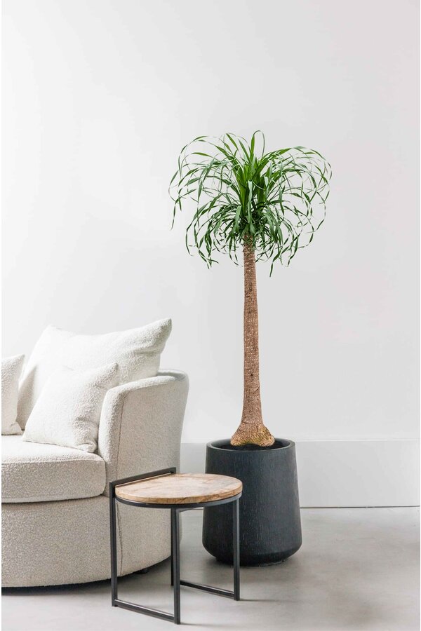 Beaucarnea Arbre Bouteille XL