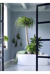 Beaucarnea Flesseboom XL