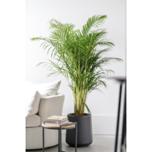 Palmier doré Areca L