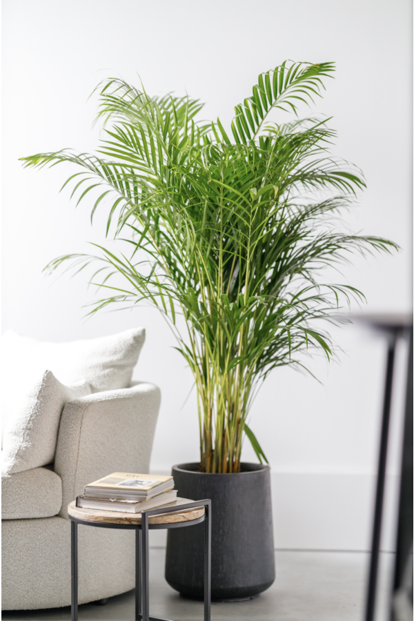 Palmier doré Areca L