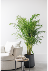 Palmier doré Areca L