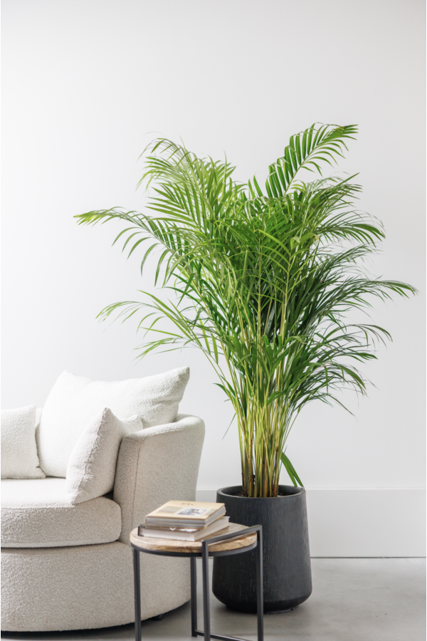 Palmier doré Areca L