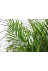 Palmier doré Areca L