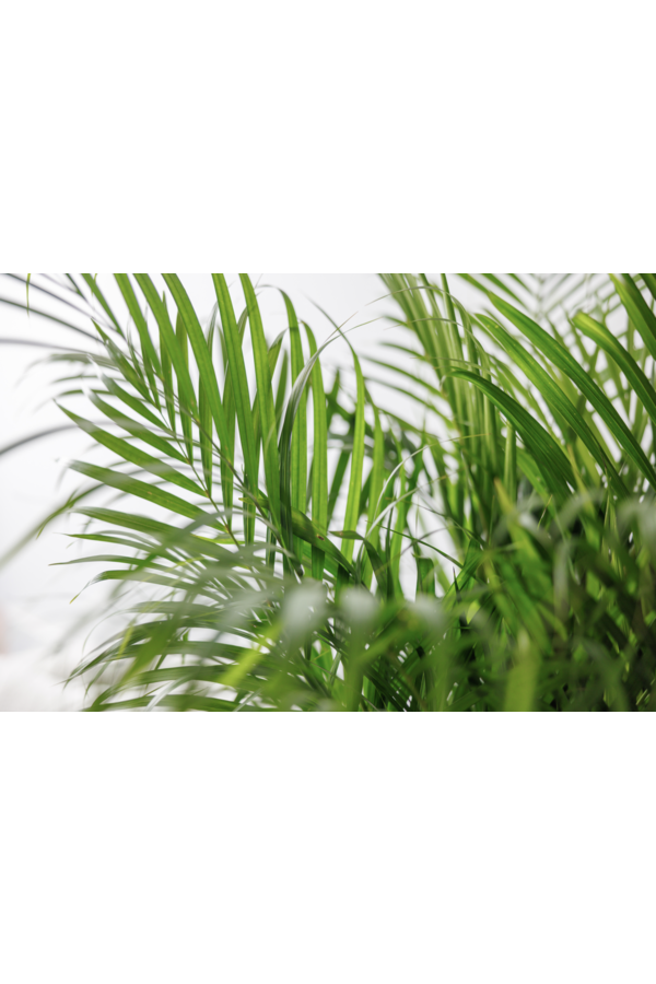 Palmier doré Areca L