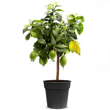 Citroenboom Citrus Lemon M