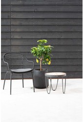 Citronnier Citrus Lemon M