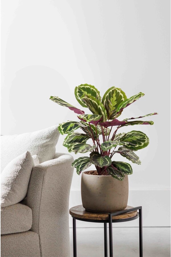 Calathea Medaillon