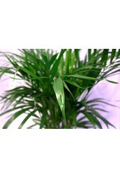 Palmvoeding