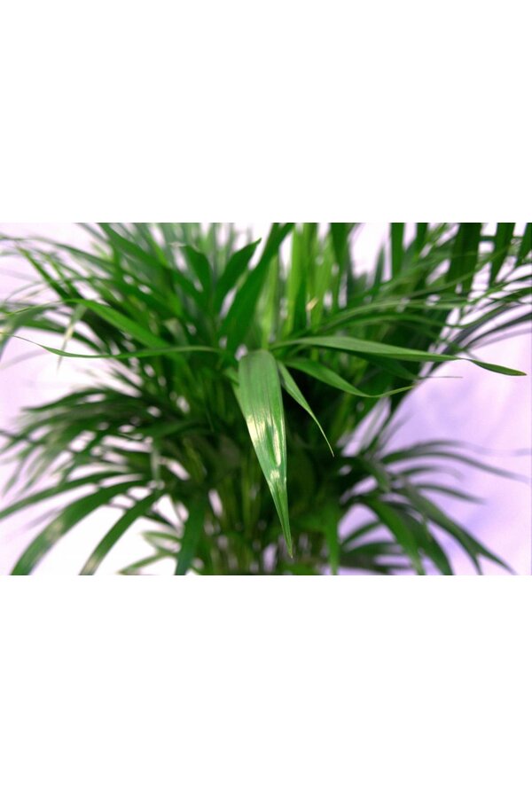 Palmvoeding