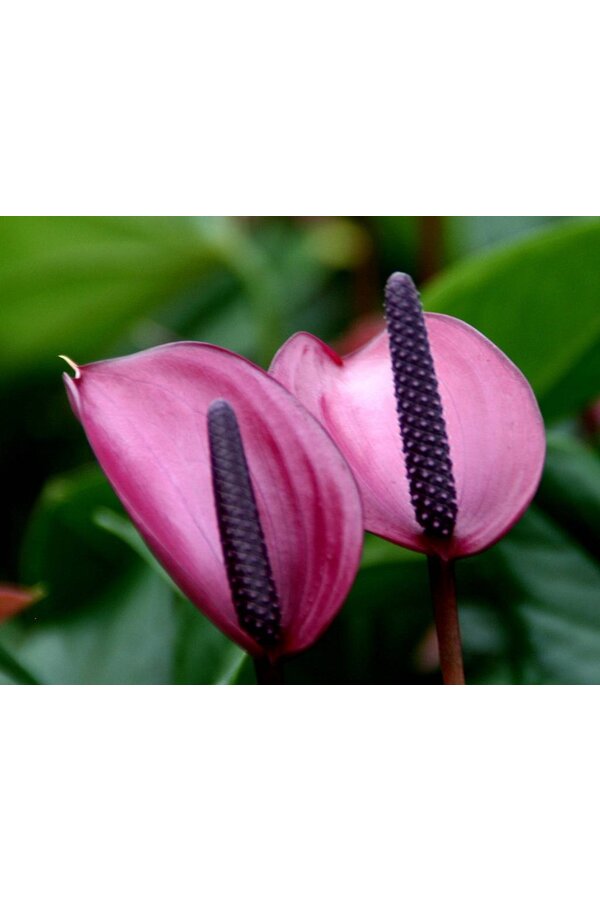 Alimentation pour Anthurium