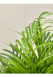 Palmier doré Aréca S