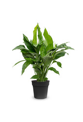 Spathiphyllum Lepelplant L