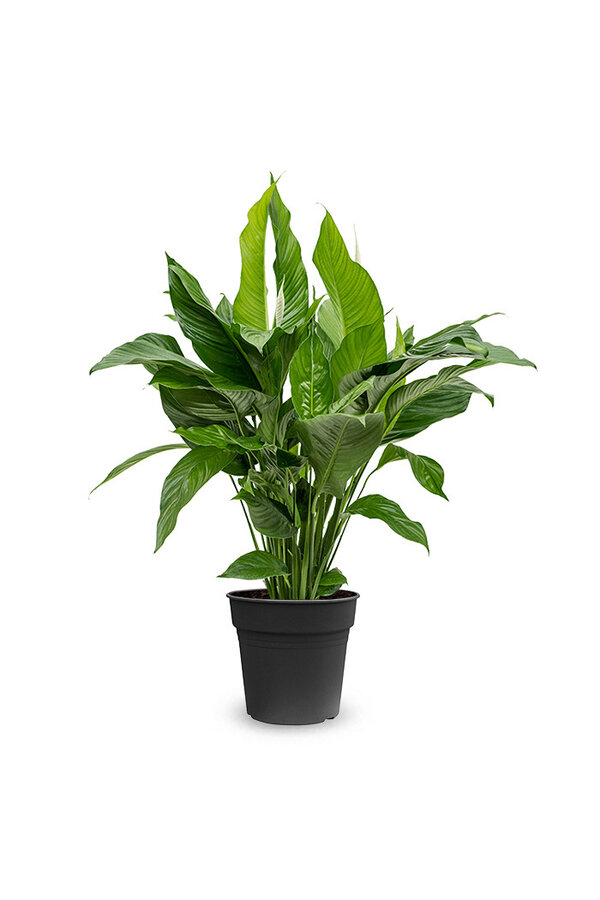 Spathiphyllum Lepelplant L