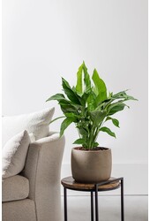 Spathiphyllum Lepelplant L
