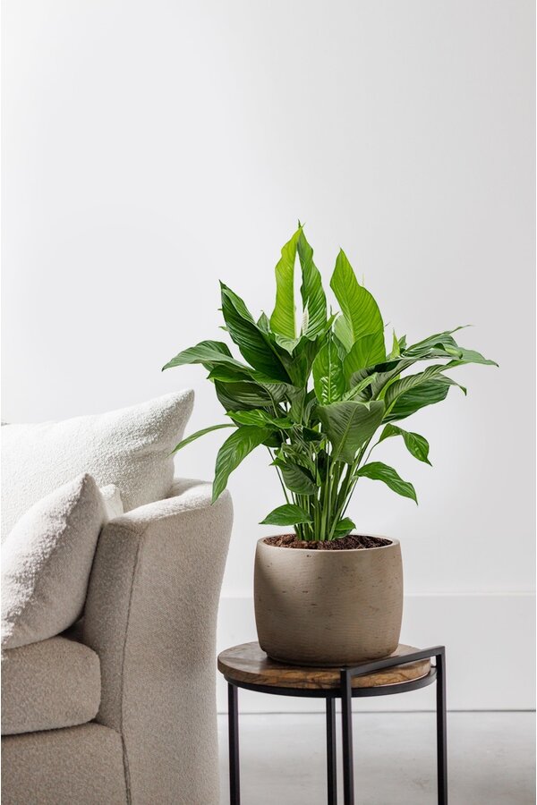 Spathiphyllum Fleur de lune L