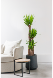 Palmlelie Yucca toef XL