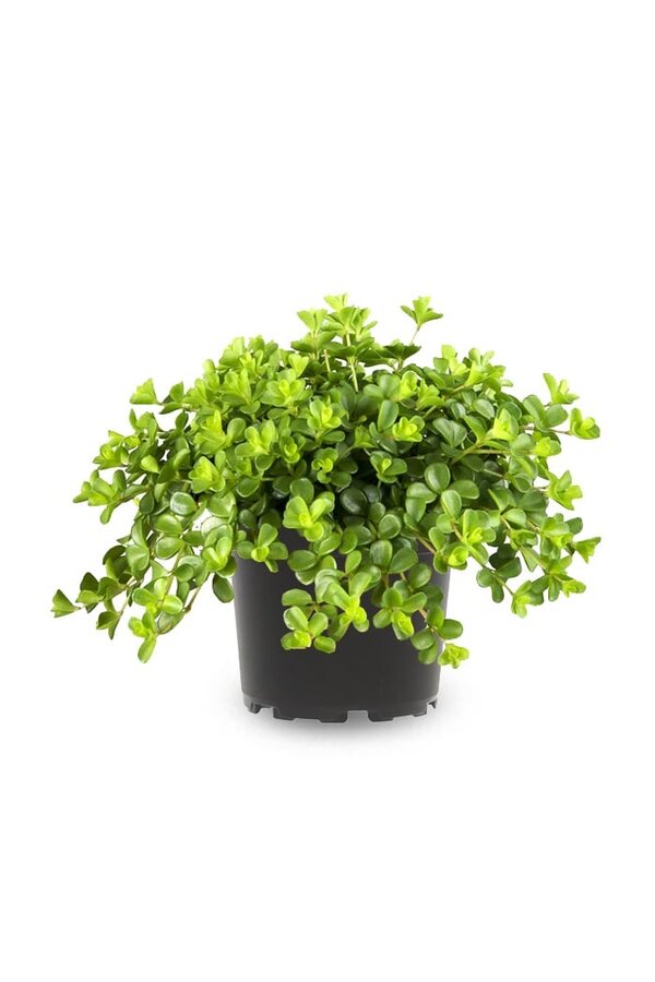 Peperomia Poivre Nain Rotundi