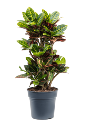 Croton, l'arbuste merveilleux L