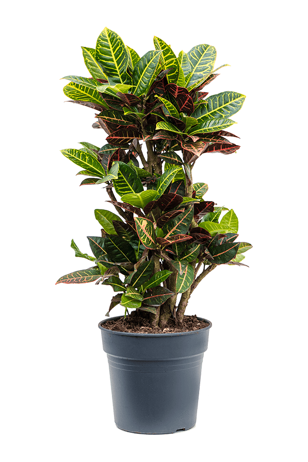 Croton Wonderstruik L