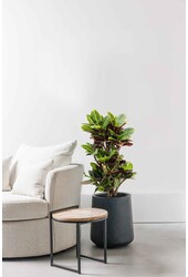 Croton, l'arbuste merveilleux L