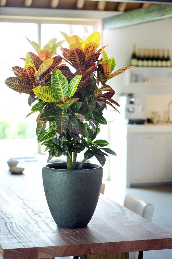 Croton, l'arbuste merveilleux L