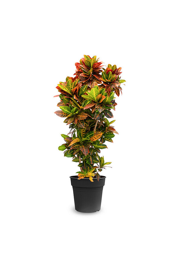 Croton, l'arbuste merveilleux XL
