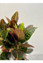 Croton, l'arbuste merveilleux XL