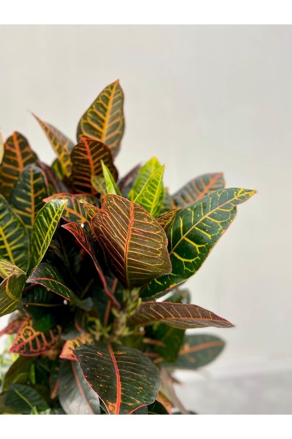 Croton, l'arbuste merveilleux XL