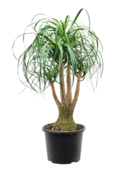 Beaucarnea Arbre Bouteille ramifié L