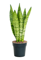 Sansevieria Black Coral M